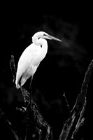 Great White Egret 1