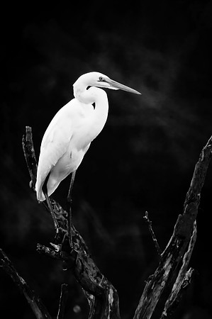 Great White Egret 1