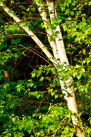 Birch