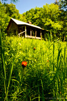 The Cabin