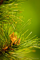 Spring Pine Cones