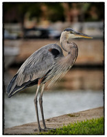 Great blue heron