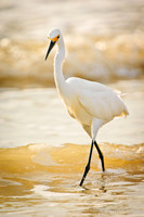 Wading