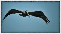 Flight of the pelican