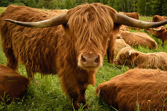 Scottish Longhorns